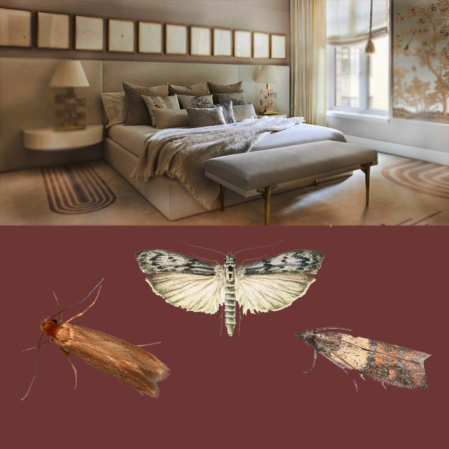 How to Get Rid of Pantry Moths in The Bedroom in 5 Steps?