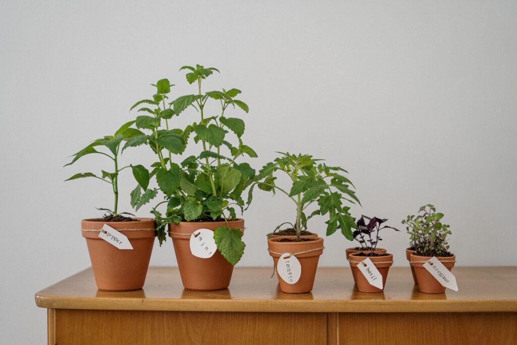 How to Feed & Grow Houseplants Naturally?