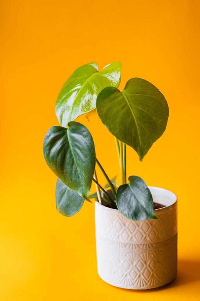 Houseplants In You Home - All You Need to Know