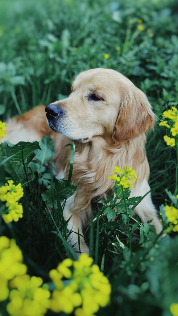 How to Care for a Garden for a Pet: The Ultimate Guide