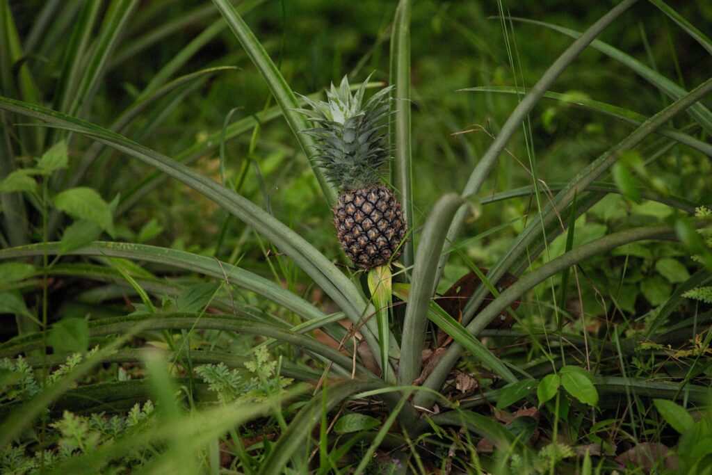 How to Grow Pineapple: The Easiest, Quickest Way To Grow Your Own Pineapple